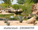 beautiful arizona urban sonoran desert landscaping arizona