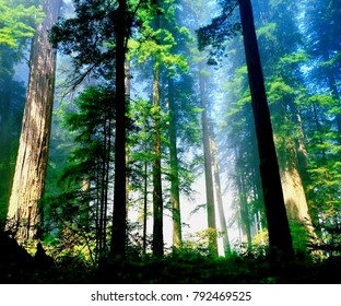 Beautiful Ark Wood Natural View From Kerala Forest India