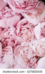 Beautiful aromatic fresh blossoming tender pink peonies texture, close up view