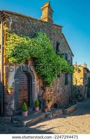 Beautiful arranged fragrant jasmine flower on the wall of stone house, Civita di Bagnoregio, Province of Viterbo, Lazio, Italy, Europe