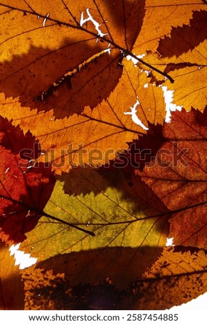 Similar – Image, Stock Photo Delicate shadows and red branches on a white wall