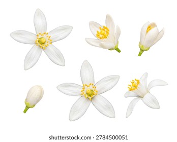 A beautiful array of freshly bloomed white orange flowers and unopened buds, detailed with bright yellow pollen-filled stamens.