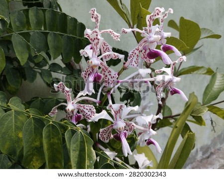 ​A beautiful array of Vanda tricolor orchids, suavis variety, blooming with purplish spots on white petals and a pink lip.