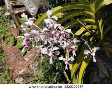 ​A beautiful array of Vanda tricolor orchids, suavis variety, blooming with purplish spots on white petals and a pink lip.