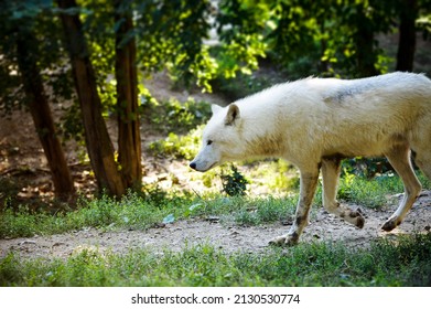 Beautiful Artic Wolf On A Walk.