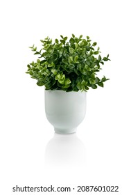 Beautiful Artificial Plant In Ceramic Pot Isolated On White Background. Clipping Path.