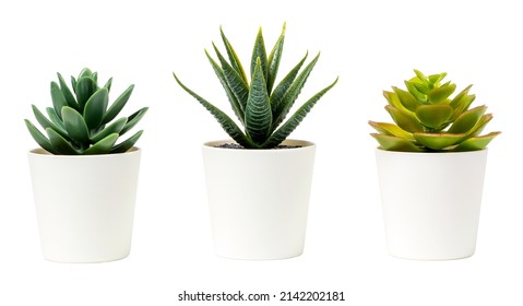 Beautiful artificial plants decorations in white pots isolated on white background - Powered by Shutterstock