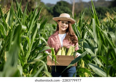 Beautiful Asian female farm worker holding a wooden crate with corn cobs with maize field in the background. - Powered by Shutterstock