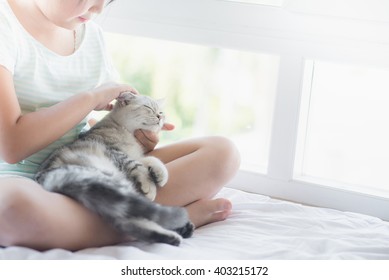 Korean Short Hair Cat Images Stock Photos Vectors Shutterstock