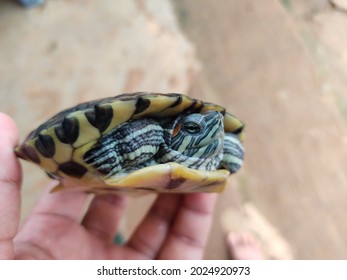 Beautiful Asian Hard Shell Turtle In Hand Pet Tortoise In Hand