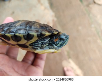 Beautiful Asian Hard Shell Turtle In Hand Pet Tortoise In Hand