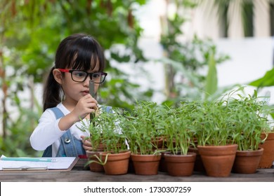 Beautiful Asian Little Girl Is Measuring The Plant Height With Ruler To Learn Of Growing And Record By Drawing On The Paper, Concept Of Kid Active Learning Activity, Home School And Studying At Home.