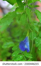 Beautiful Asian Pigeonwings Flower In Garden	
