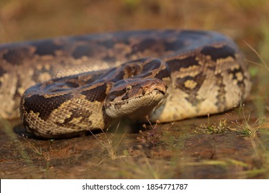 454 Asian rock python Images, Stock Photos & Vectors | Shutterstock