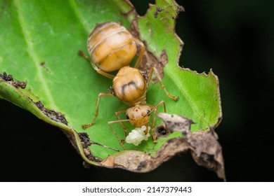 A Beautiful Asian Weaver Queen Ant   Oecophylla Smaragdina Guarding Her Eggs On A Leaf.