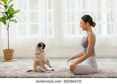 Beautiful Asian woman practice yoga lotus pose with dog pug breed enjoy and relax with yoga at home,Recreation Exercise with Dog ,Wellness woman breathing and meditation with yoga and dog small pet - Powered by Shutterstock