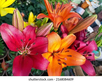 Beautiful Asiatic lilies close up. Multi color. - Shutterstock ID 2168084609