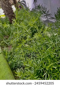 Beautiful Asparagus in HD resolution