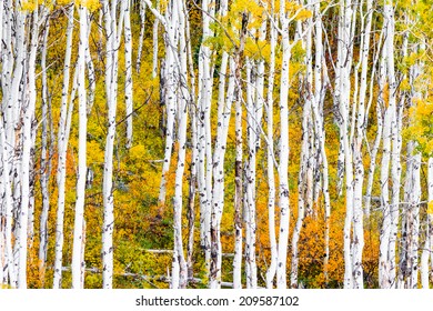 Beautiful aspen trees with golden leaves and white trunks in Colorado.