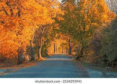 Beautiful asphalt road and tree alley. Summer rural landscape. Abstract colored vintage tone trees in rural countryside landscape. Beautiful Czech highland countryside - Powered by Shutterstock