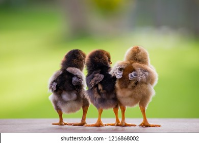Beautiful ass of brown chicks and yellow chick on wooden floor in the farm patterns, Close up back view of three little chicken on hen house and on green background for concept design and decoration