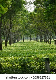 Beautiful Assam Tea Garden Landscape