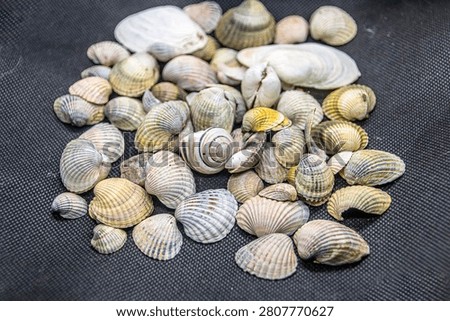 Beautiful assorted seashells lie on a black cloth