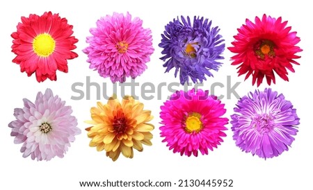 Beautiful aster and chrysanthemum flowers set isolated on white background. Natural floral background. Floral design element