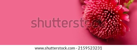 Beautiful aster flower on pink background with space for text