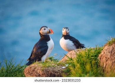Beautiful Atlantic puffin bird or common puffin living on coastline during the breeding season on summer at Iceland