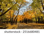 The beautiful atmosphere inside Maruyama Park in Sapporo during the autumn leaves season on a bright day.