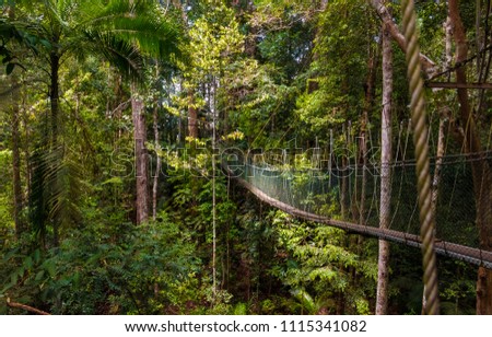 A beautiful atmospheric view of the dense rainforest and the suspension bridge which is part of the world's longest canopy walkway in Taman Negara National Park, Malaysia.