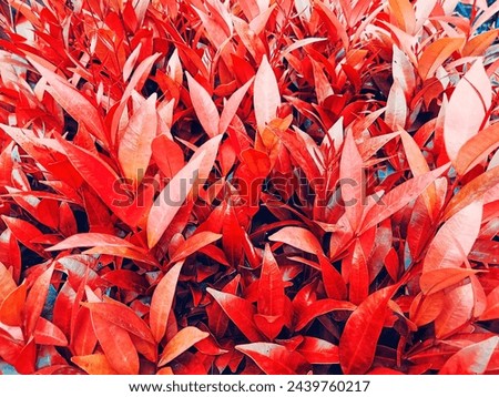 Beautiful and attractive red leaves