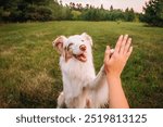 beautiful aussie dog and a man