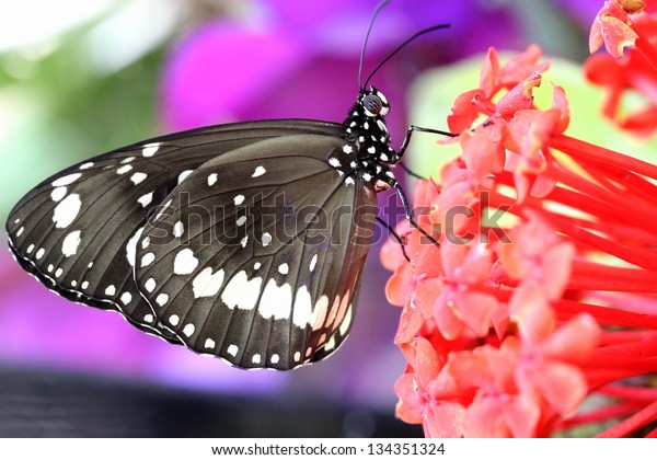 Beautiful Australia Black White Crown Butterfly Stock Photo Edit