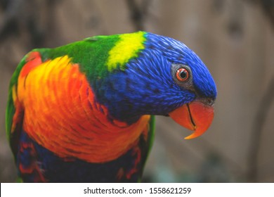 Modsige inflation højttaler Australian Parrots Images, Stock Photos & Vectors | Shutterstock