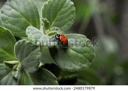 A beautiful Australian ladybug (Coccinellidae) standing on the foliage of the Chilean boldo (Peumus boldus)