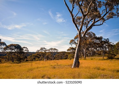 A beautiful Australian meadow or paddock with grass and eucalyptus trees