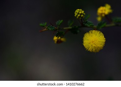 Beautiful Australian Native Wattle Flower