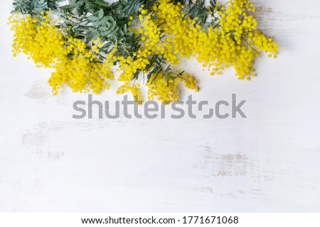 Beautiful Australian native yellow wattle or acacia flowers, frame the composition space from above, on a white rustic background. Know as Acacia baileyana or Cootamundra wattle. Space for copy.