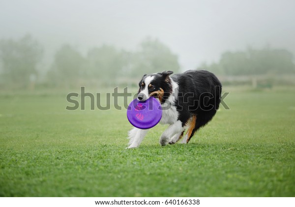 Beautiful australian shepherd dog catching a\
plastic disc.  Aussie running on the\
grass