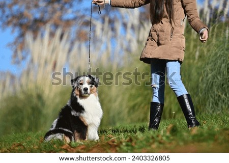 a beautiful australian shepherd dog in the field