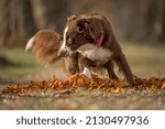 Beautiful Australian Shepherd dog is running through a tree avenue in the woods