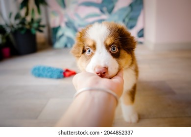 Beautiful Australian Shepherd puppн at home. Cute fluffy pup sniffing a woman's hand. - Powered by Shutterstock