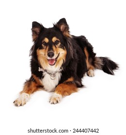 A Beautiful Australian Shepherd Mixed Breed Dog Laying Down With A Happy Expression 