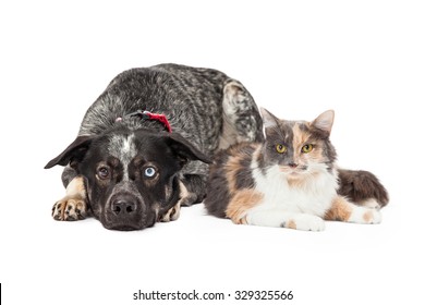 Beautiful Australian Shepherd Mixed Breed Dog Laying Down Next To A Pretty Calico Cat