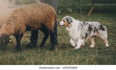 Beautiful Australian Shepherd Is Posing And Herding