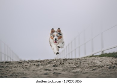 Beautiful Australian Shepherd Is Posing And Herding