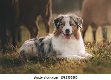 Beautiful Australian Shepherd Is Posing And Herding