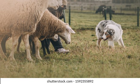 Australian Herding & Vectors | Shutterstock